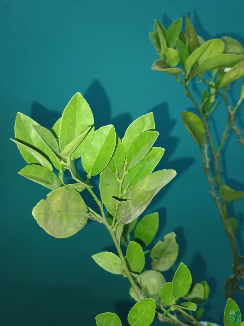 Pati-Lemon-Grafted-Plant-3x4-Product-Peppyflora-01-a-Moz