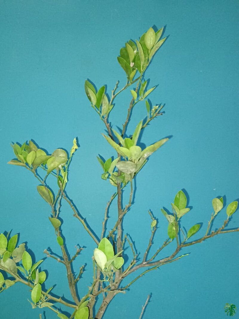 Pati-Lemon-Grafted-Plant-3x4-Product-Peppyflora-01-b-Moz