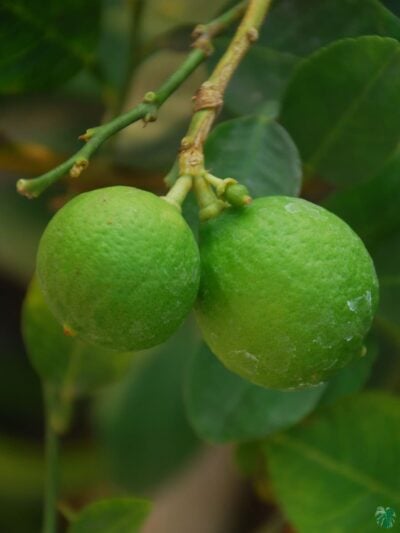 Pati Lemon Grafted Plant 3X4 Product Peppyflora 01 C Moz