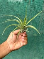 Tillandsia-Concolor-x-Brachycaulos-Sparkler-3x4-Product-Peppyflora-01-d-Moz