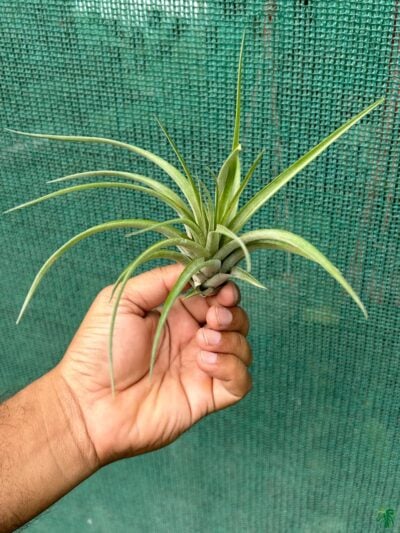 Tillandsia Concolor X Brachycaulos Sparkler 3X4 Product Peppyflora 01 D Moz