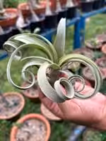 Tillandsia-Curly-Slim-3x4-Product-Peppyflora-01-a-Moz