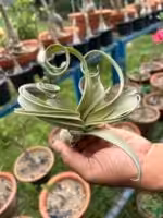 Tillandsia-Curly-Slim-3x4-Product-Peppyflora-01-b-Moz
