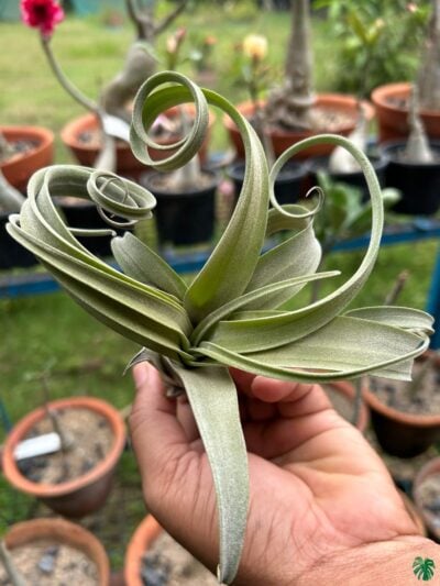 Tillandsia Curly Slim 3X4 Product Peppyflora 01 C Moz