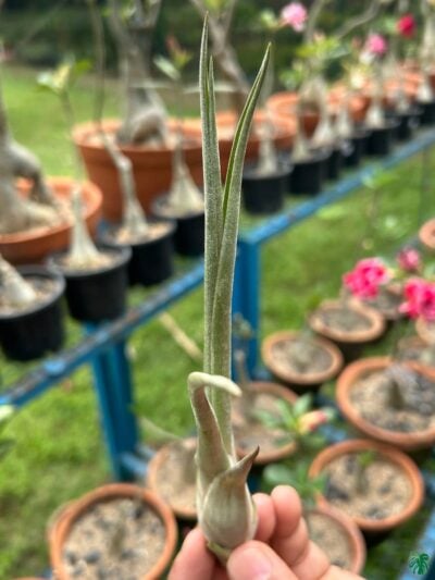 Tillandsia Exserta X Fasciculata 3X4 Product Peppyflora 01 B Moz