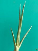 Tillandsia-Exserta-x-Fasciculata-3x4-Product-Peppyflora-01-d-Moz