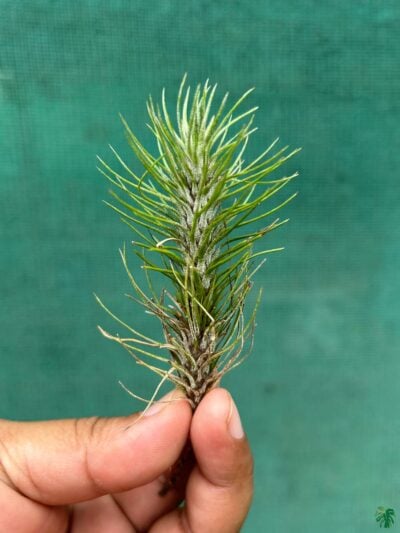 Tillandsia-Funckiana-Tillandsia-Andreana-3X4-Product-Peppyflora-01-C-Moz