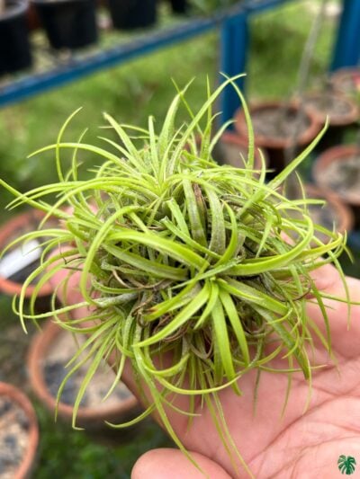 Tillandsia-Green-Snow-3X4-Product-Peppyflora-01-C-Moz