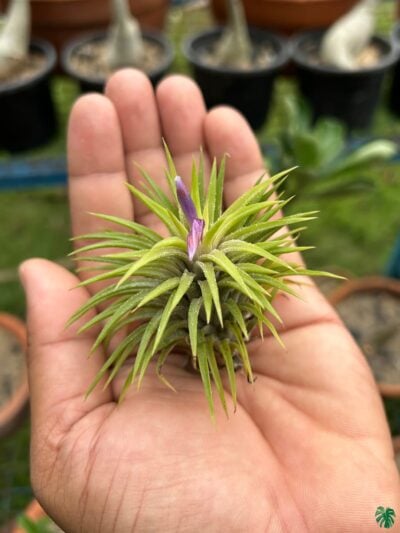 Tillandsia Ionantha Huamelula 3X4 Product Peppyflora 01 B Moz