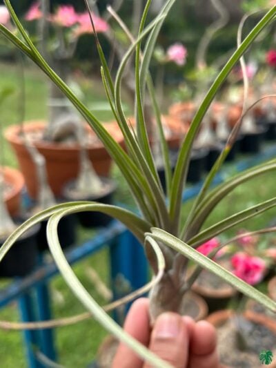 Tillandsia Mali Dofitas 3X4 Product Peppyflora 01 B Moz