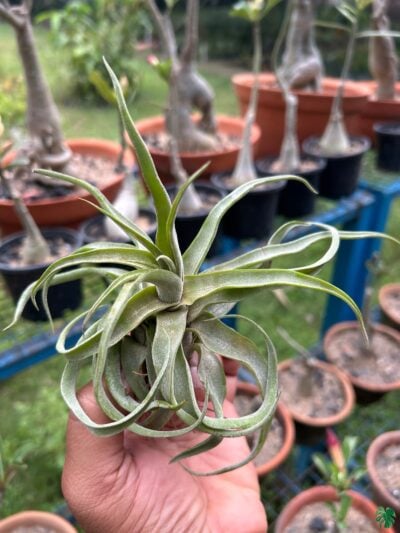 Tillandsia Streptophylla 3X4 Product Peppyflora 01 A Moz