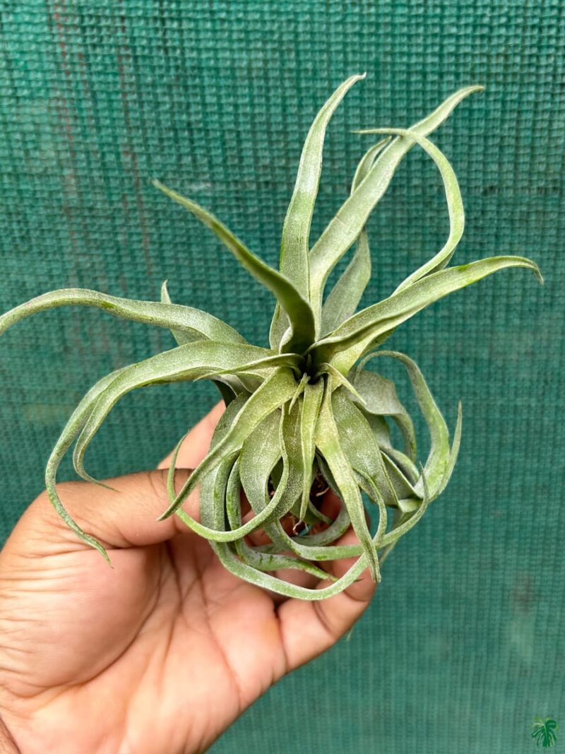 Tillandsia-Streptophylla-3x4-Product-Peppyflora-01-b-Moz