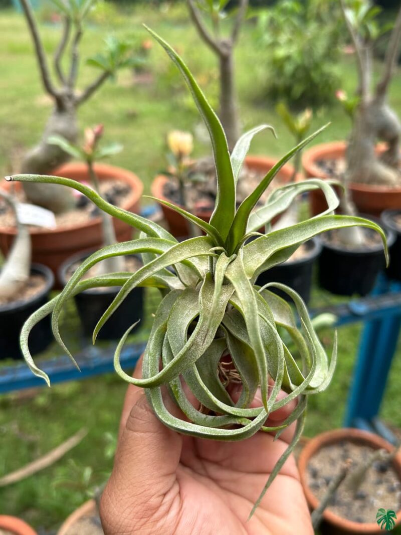 Tillandsia-Streptophylla-3x4-Product-Peppyflora-01-d-Moz