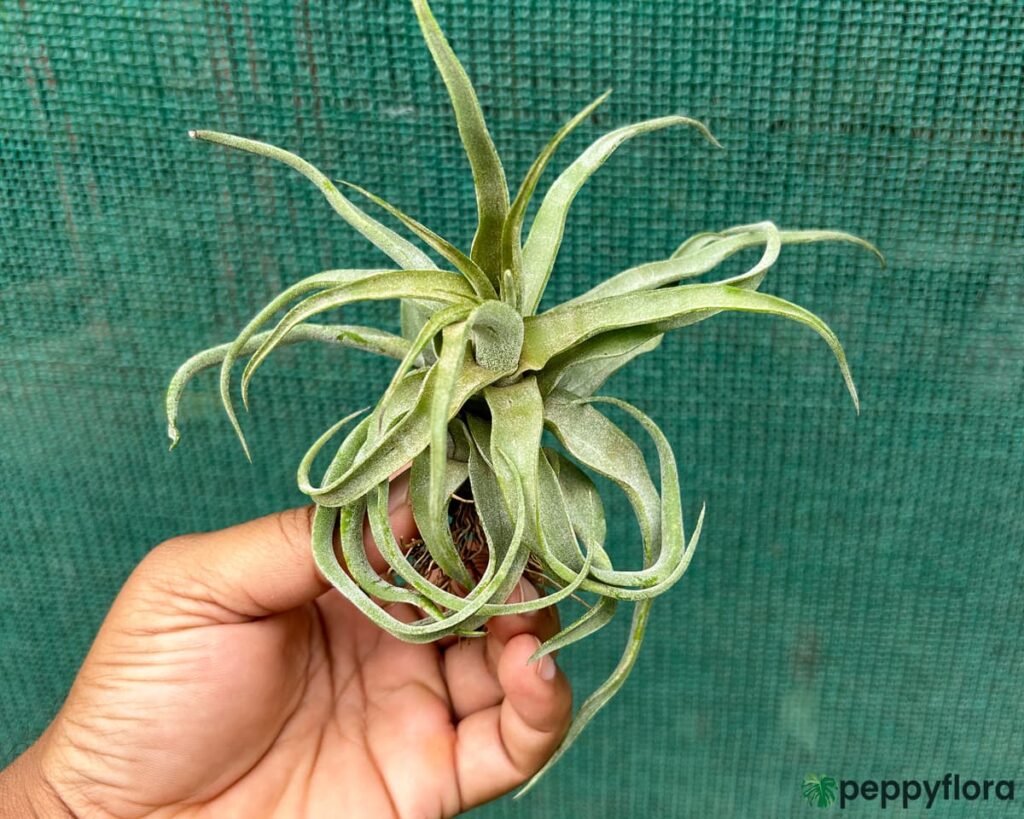 Tillandsia Streptophylla Product Peppyflora 02 Moz