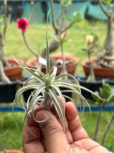 Tillandsia-Sweet-Isabel-3x4-Product-Peppyflora-01-c-Moz