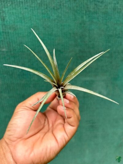 Tillandsia-Timm's-Outburst-3x4-Product-Peppyflora-01-b-Moz