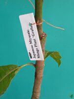 Japanese-Miyazaki-Mango-Plant-3x4-Product-Peppyflora-01-e-Moz