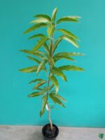 Japanese-Miyazaki-Mango-Plant-3x4-Product-Peppyflora-01-f-Moz