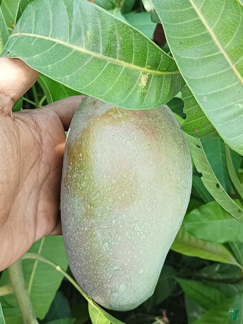 King-of-Chakapat-Mango-Plant-3x4-Product-Peppyflora-01-a-a-Moz