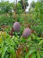King-of-Chakapat-Mango-Plant-3x4-Product-Peppyflora-01-b-b-Moz
