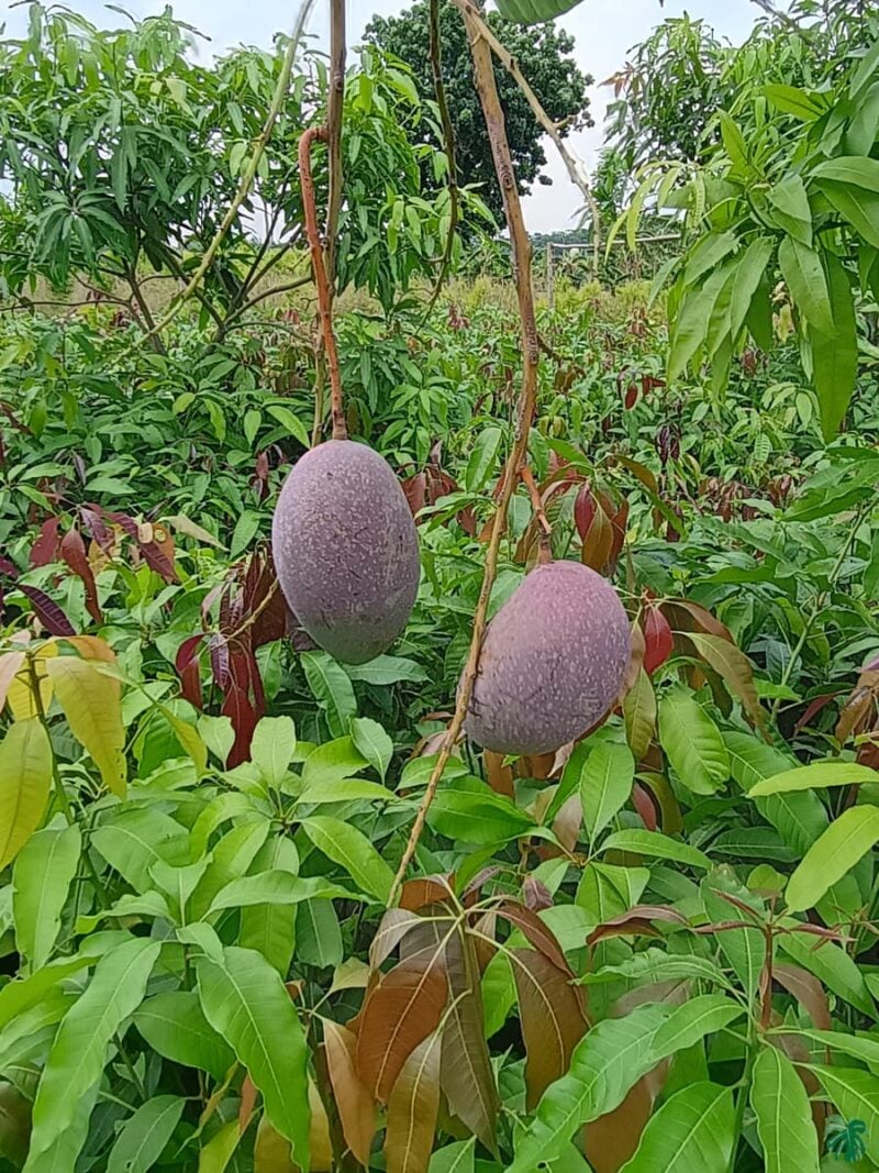 King-of-Chakapat-Mango-Plant-3x4-Product-Peppyflora-01-b-b-Moz