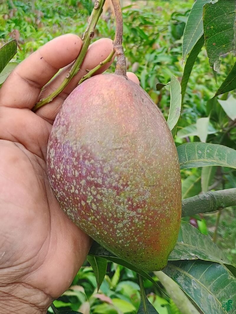 King Of Chakapat Mango Plant 3X4 Product Peppyflora 01 C C Moz