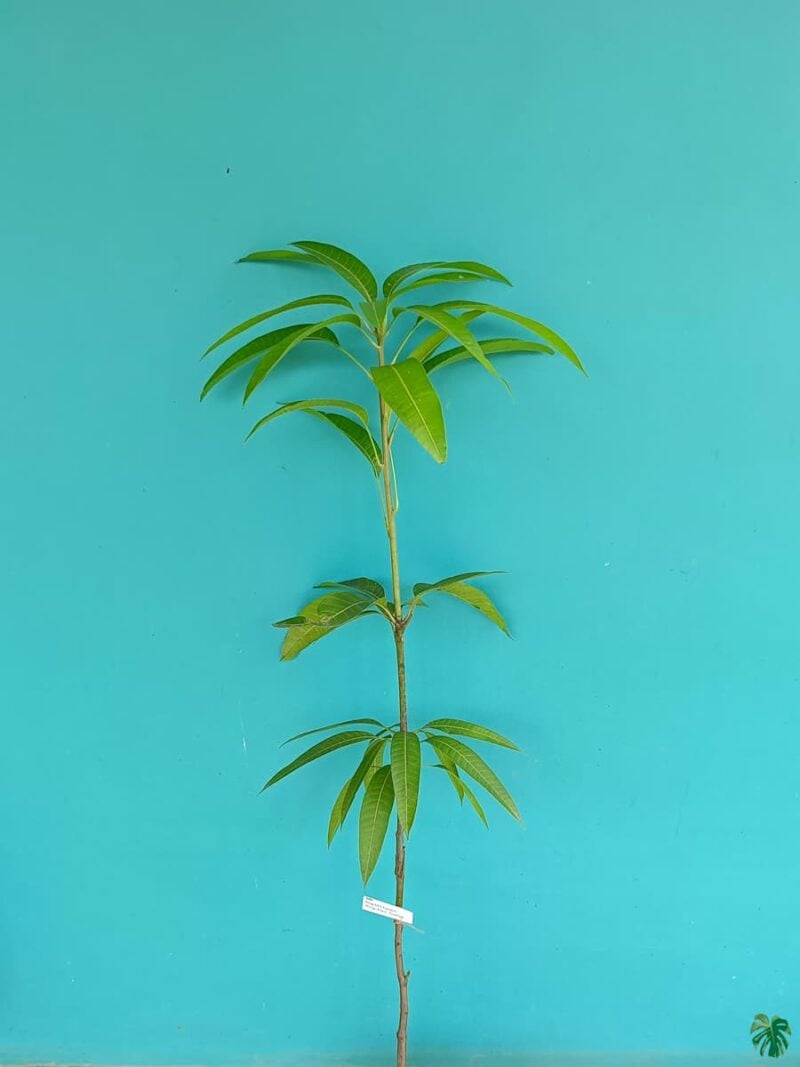 King-of-Chakapat-Mango-Plant-3x4-Product-Peppyflora-01-d-Moz