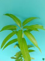 King-of-Chakapat-Mango-Plant-3x4-Product-Peppyflora-01-e-Moz