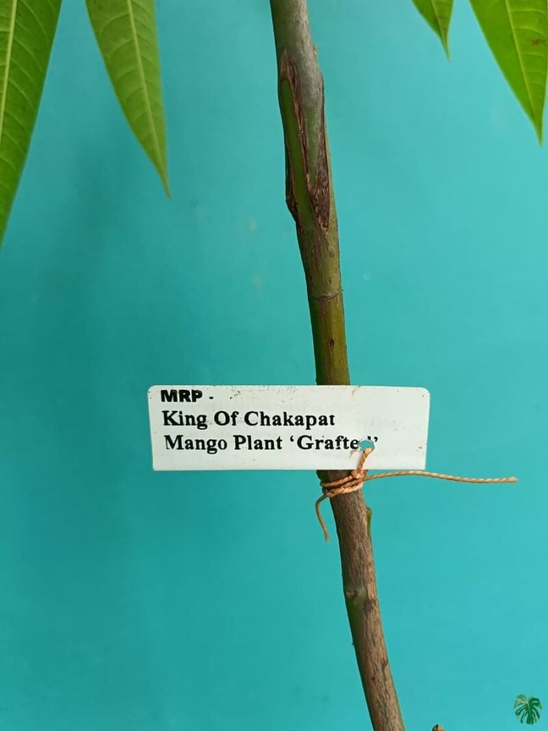 King-of-Chakapat-Mango-Plant-3x4-Product-Peppyflora-01-f-Moz