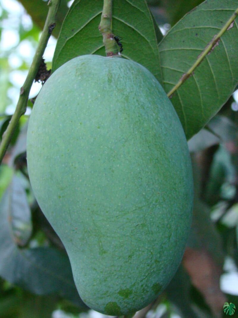 Qjai-Mango-3x4-Product-Peppyflora-01-a-Moz