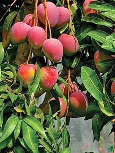 Red-Palmer-Mango3x4-Product-Peppyflora-01-a-Moz