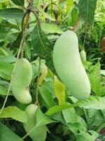 Thai-Banana-Mango-3x4-Product-Peppyflora-01-a-Moz