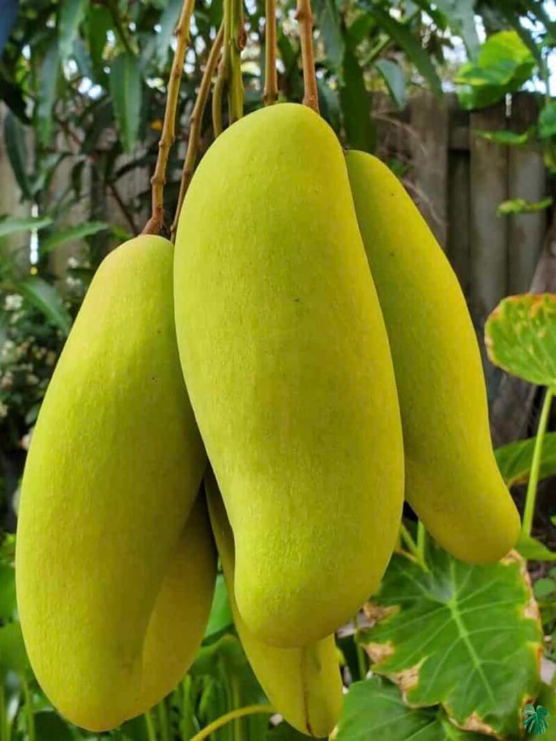 Thai-Banana-Mango-3x4-Product-Peppyflora-01-c-Moz