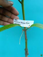Thai-Katimon-Mango-3x4-Product-Peppyflora-01-d-Moz