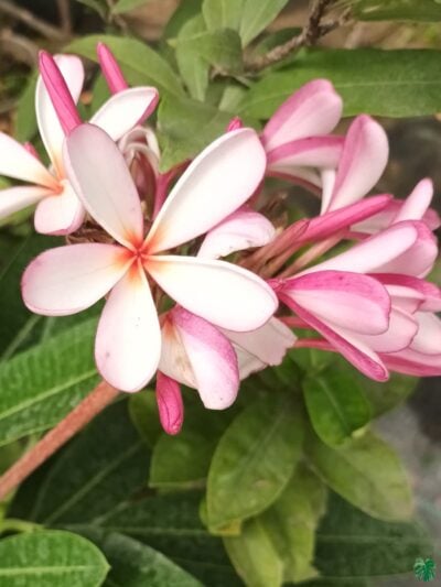 Plumeria Champa Plant Frangipani Magnolia Product 3X4 Product Peppyflora 01 A Moz