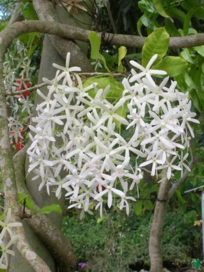 White-Petrea-Nilmoni-Lata-White-Queen-Wreath-3X4-Product-Peppyflora-01-A-Moz