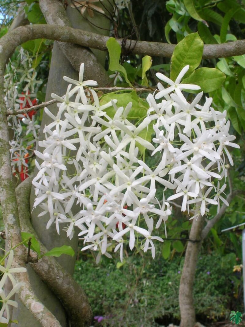White-Petrea-Nilmoni-Lata-White-Queen-Wreath-3x4-Product-Peppyflora-01-a-Moz