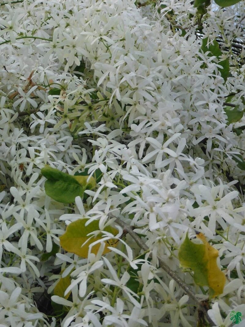 White-Petrea-Nilmoni-Lata-White-Queen-Wreath-3x4-Product-Peppyflora-01-b-Moz
