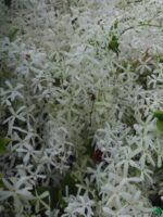 White-Petrea-Nilmoni-Lata-White-Queen-Wreath-3x4-Product-Peppyflora-01-c-Moz