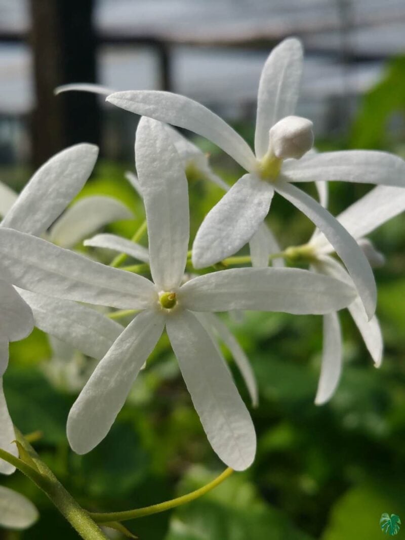 White-Petrea-Nilmoni-Lata-White-Queen-Wreath-3x4-Product-Peppyflora-01-d-Moz