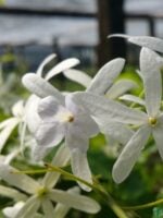 White-Petrea-Nilmoni-Lata-White-Queen-Wreath-3x4-Product-Peppyflora-01-e-Moz