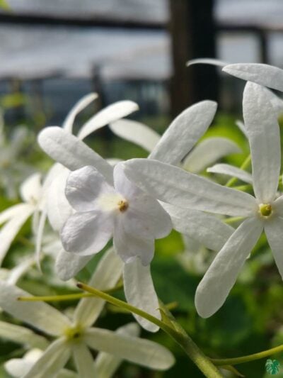 White Petrea Nilmoni Lata White Queen Wreath 3X4 Product Peppyflora 01 E Moz