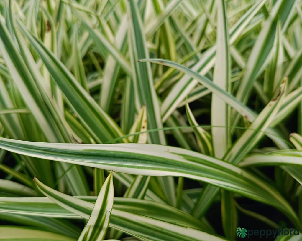 Furcraea Foetida 'Mediopicta'