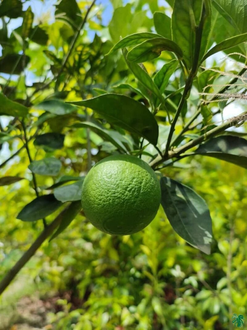 Malta Fruit 1