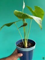 Anthurium-Formosum-3x4-Product-Peppyflora-01-a-Moz