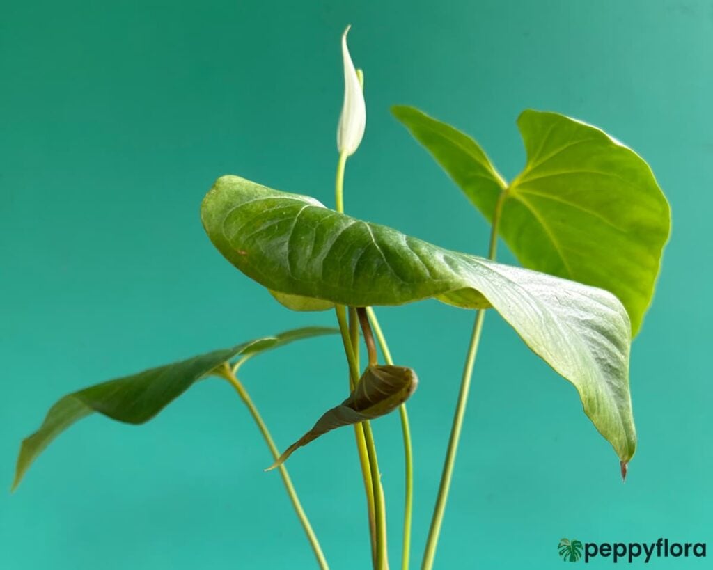 Anthurium Formosum Product Peppyflora 02 Moz