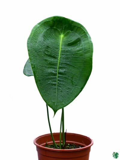 Anthurium-Peltigerum-3x4-Product-Peppyflora-01-a-Moz