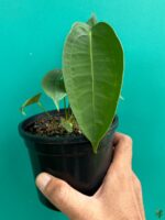 Anthurium-Peltigerum-3x4-Product-Peppyflora-01-e-Moz