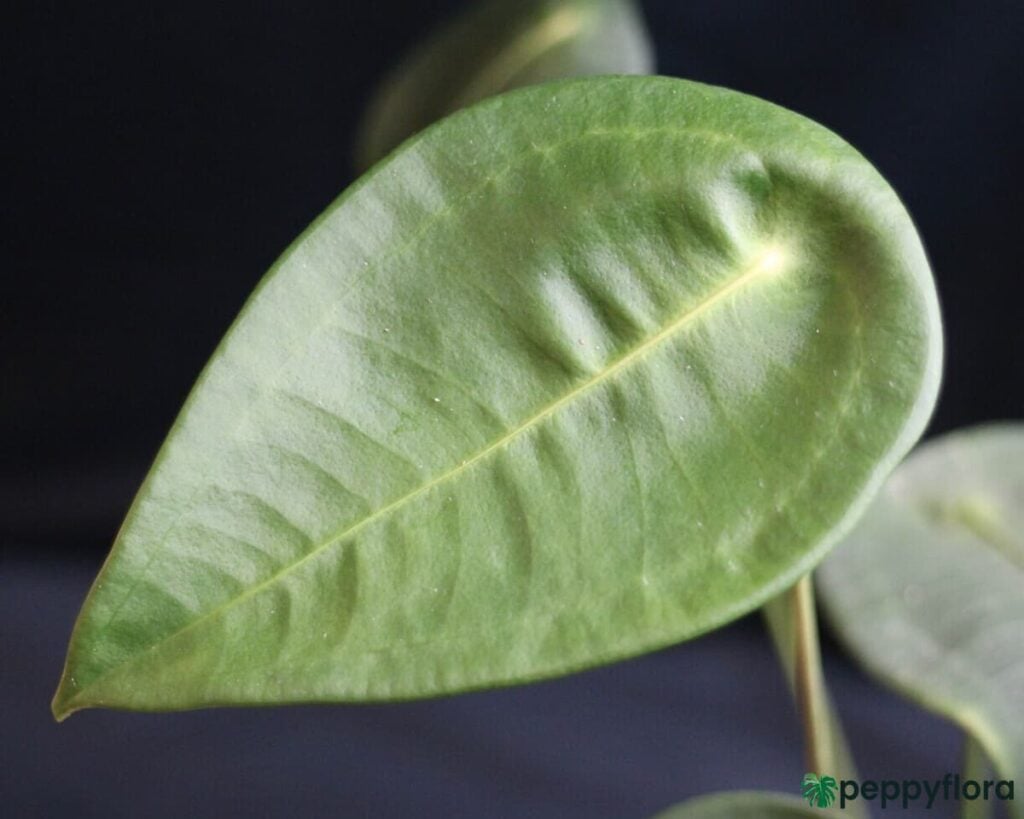 Anthurium Peltigerum Product Peppyflora 02 Moz