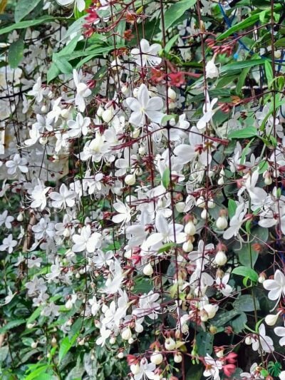 Chains-Of-Glory-Plant-Clerodendrum-Smithianum-3X4-Product-Peppyflora-01-A-Moz